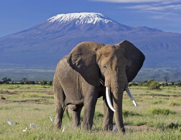 Kenyan Wilderness Odyssey