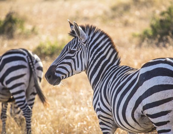 A 6-Day Journey Through Kenya's Natural Wonders