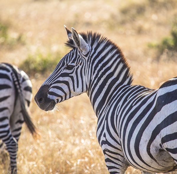 A 6-Day Journey Through Kenya's Natural Wonders