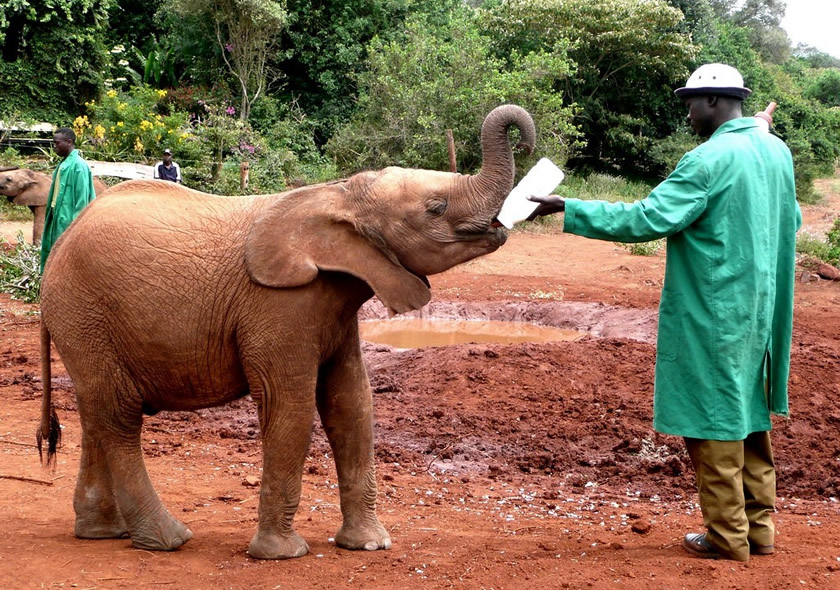 Half Day Daphne Sheldrick Elephant Orphanage Giraffe Center Jovid Travel Group 